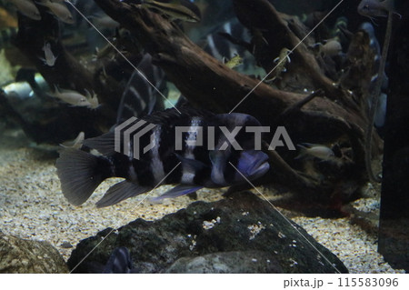 キフォティラピア・フロントーサ キフォティラピア・フロントーサ 115583096