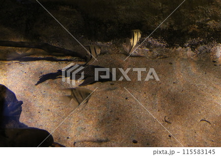 ヒポプレコ ヒポプレコ 115583145