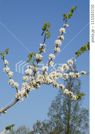 ハナズオウの花 ハナズオウの花 115583150