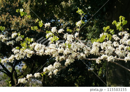 ハナズオウの花 115583155