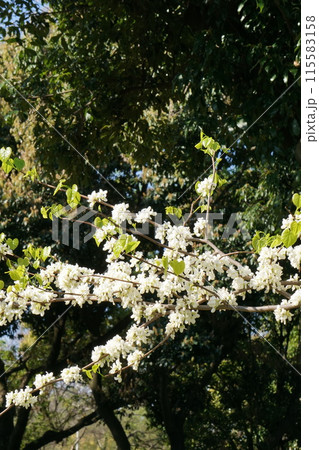ハナズオウの花 ハナズオウの花 115583158