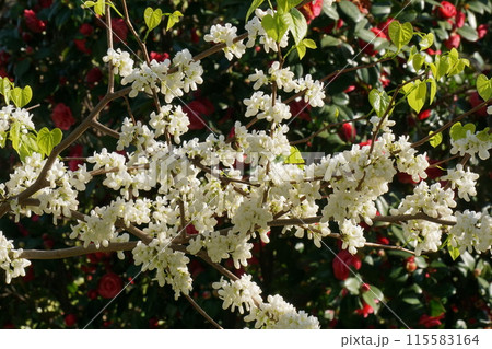 ハナズオウの花 115583164