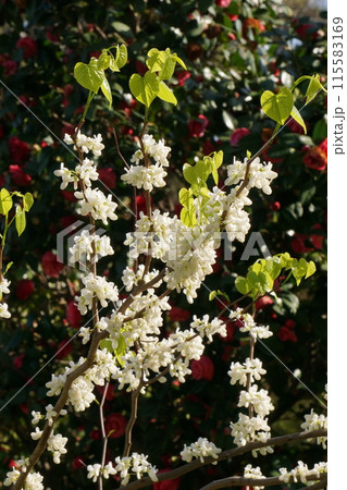 ハナズオウの花 115583169