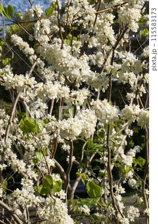 ハナズオウの花 115583173