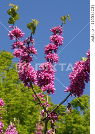 ハナズオウの花 115583235