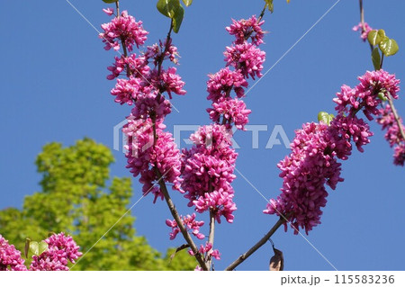 ハナズオウの花 ハナズオウの花 115583236