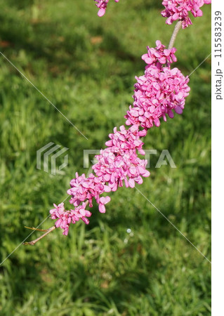 ハナズオウの花 115583239