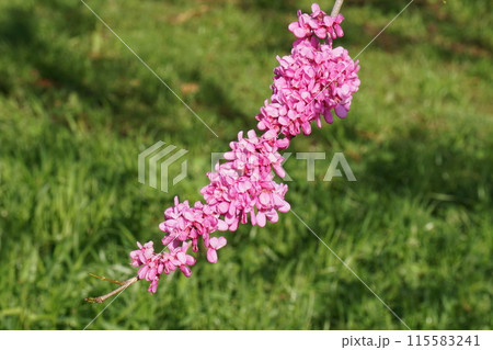ハナズオウの花 ハナズオウの花 115583241