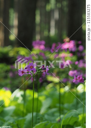 木立の中に咲くクリンソウの花 木立の中に咲くクリンソウの花 115583275