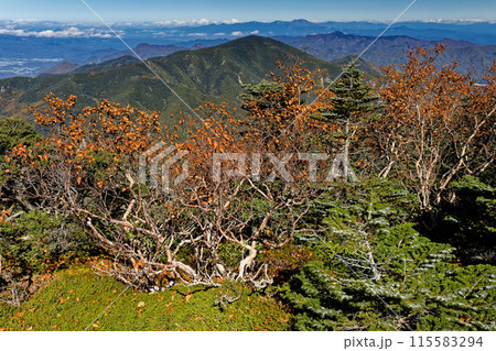 秋色の金峰山稜線から見る小川山と浅間山 115583294