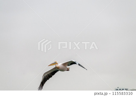 Pelican in Walvis Bay 115583310