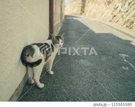 道の端にいる野良猫　香川県の男木島　島猫 115583380