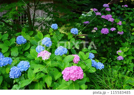 東京都町田市の薬師池公園の水車小屋周辺のあじさいの風景 115583485