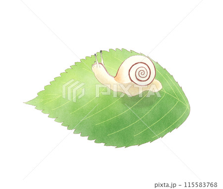 葉っぱの上に乗ったカタツムリ 水彩 115583768