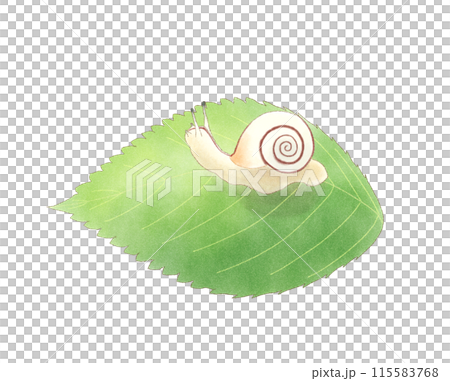 葉子水彩上的蝸牛 葉子水彩上的蝸牛 115583768