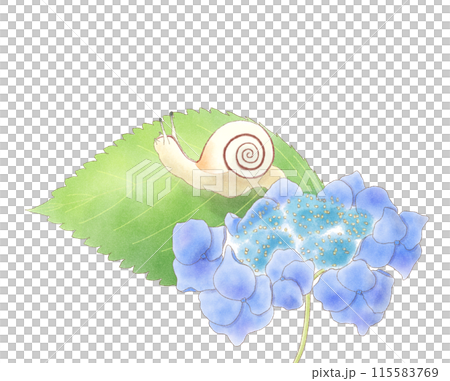 蝸牛騎在藍色繡球花和葉子水彩上 115583769