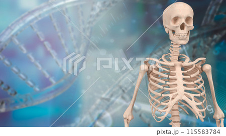 The skeleton for education or health concept 3d...のイラスト素材 [115583784 ...