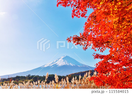 秋の紅葉とススキ そして富士山 秋の紅葉とススキ そして富士山 115584015