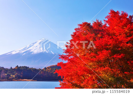 秋の紅葉と富士山 秋の紅葉と富士山 115584019