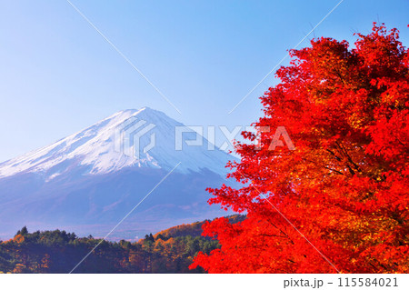 秋の紅葉と富士山 秋の紅葉と富士山 115584021