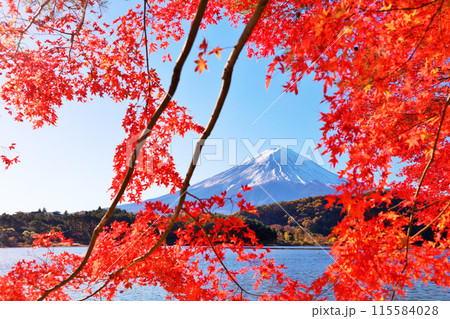 秋の紅葉と富士山 秋の紅葉と富士山 115584028