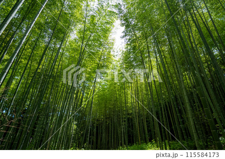 青々と茂る竹林の風景 115584173