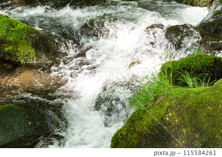 栃木県那須の新緑の中を流れる清流 115584261