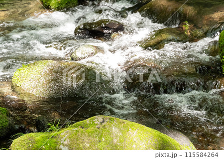 栃木県那須の新緑の中を流れる清流 115584264