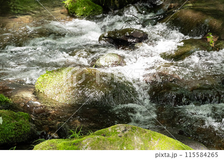 栃木県那須の新緑の中を流れる清流 115584265