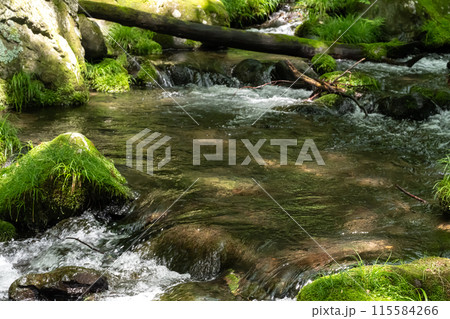 苔むした岩と清流（栃木県那須） 115584266