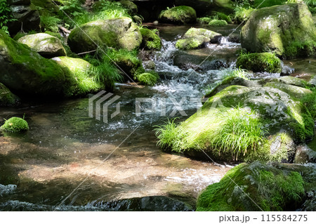 苔むした岩と清流（栃木県那須） 115584275
