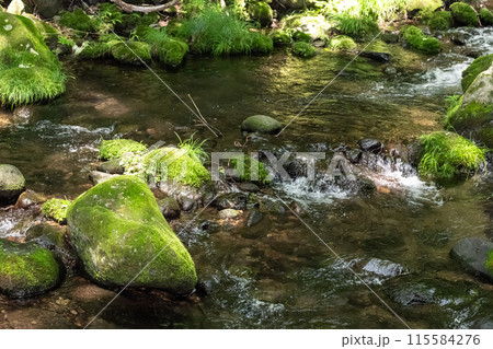 苔むした岩と清流（栃木県那須） 115584276
