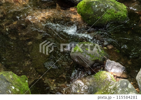 岩に生える苔と清流 115584281