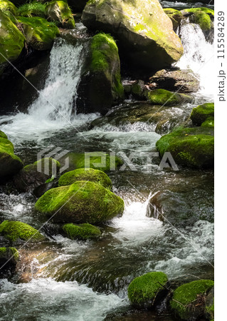 苔むした岩と清流（栃木県那須） 115584289
