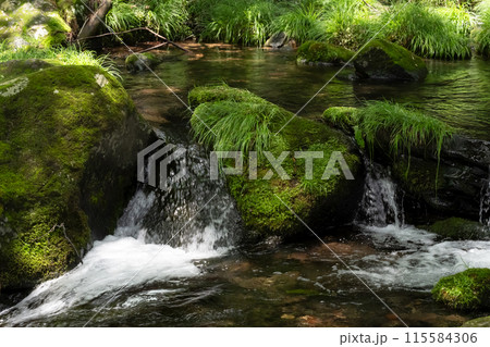 苔むした石と清流(栃木県那須) 苔むした石と清流(栃木県那須) 115584306
