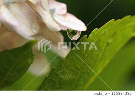 紫陽花と水滴 115584359