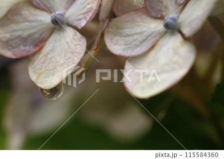 紫陽花と水滴 115584360