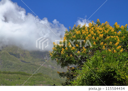 フランス海外県レユニオン島　世界自然遺産のサラジー圏谷のエルブール村の花と山の景色 115584434
