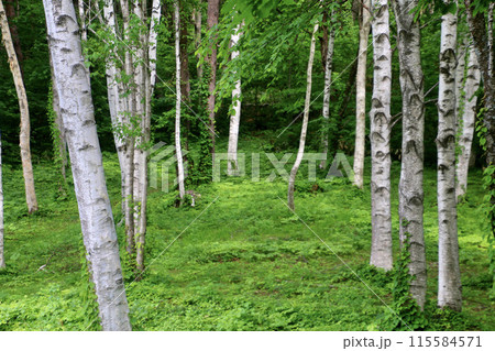 白樺林・黒森展望台（秋田県・仙北市） 115584571