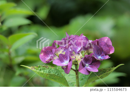 梅雨空に色彩鮮やかに咲き誇るアジサイの花 115584673
