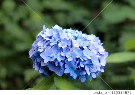梅雨空に色彩鮮やかに咲き誇るアジサイの花 115584675
