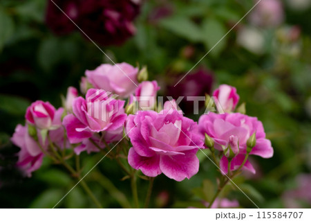 初夏のバラ、ブリリアントピンクアイズバーグ 初夏のバラ、ブリリアントピンクアイズバーグ 115584707