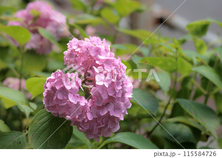 梅雨空に色彩鮮やかに咲き誇るアジサイの花 115584726