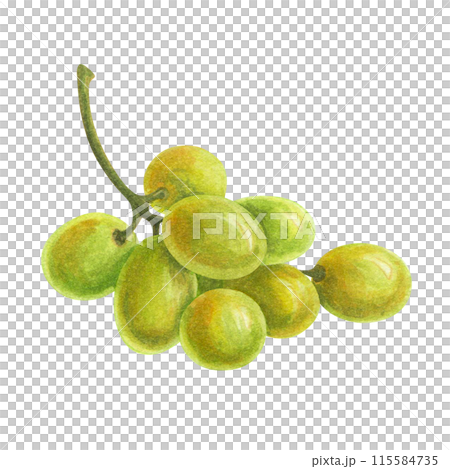 A bunch of ripe grapes with curly tendril. Watercolor illustration for design of wine labels, wine lists, menu, logo or promotional print for wineries, vineyards, packaging decor and kitchen textile 115584735