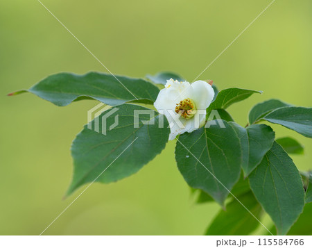 白いヒメシャラの花 白いヒメシャラの花 115584766