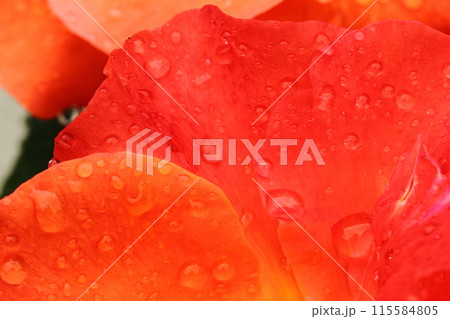 薔薇と水滴 115584805