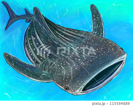 ジンベイザメのイラスト 115584889