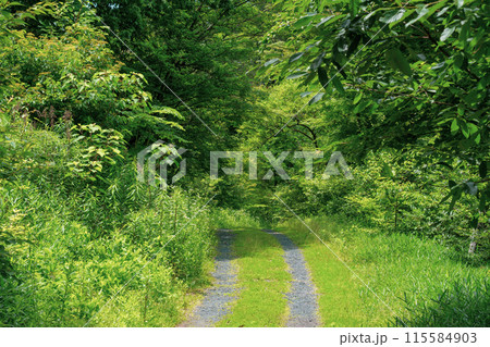 森の中の静かな小道 森の中の静かな小道 115584903