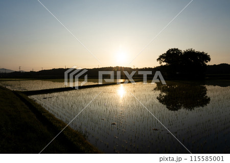 田植直後の水田の夜明け風景 115585001