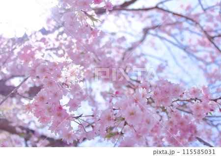 春に咲く満開の桜 115585031